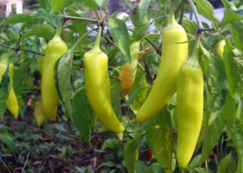 ớt sừng trâu