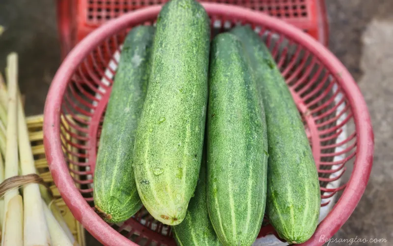 dưa leo