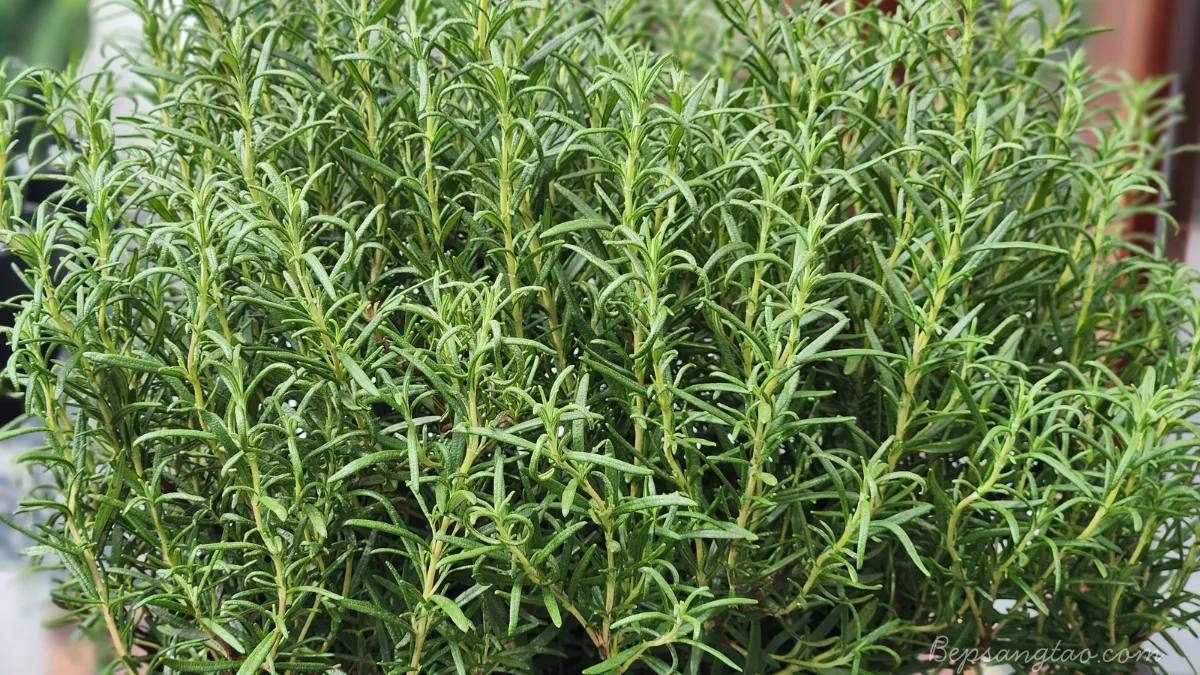 hương thảo