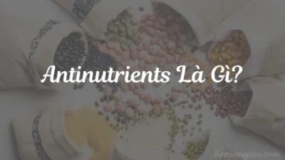 chất kháng dinh dưỡng là gì