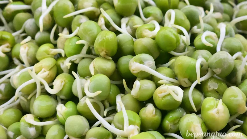 Đậu hà lan nảy mầm