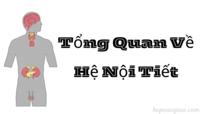 hệ nội tiết