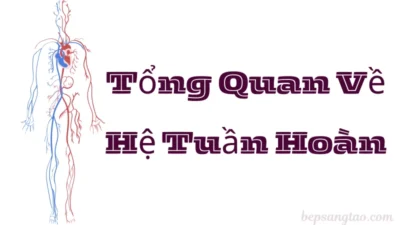 hệ tuần hoàn
