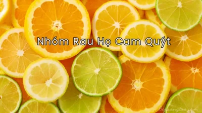 trái cây họ cam quýt